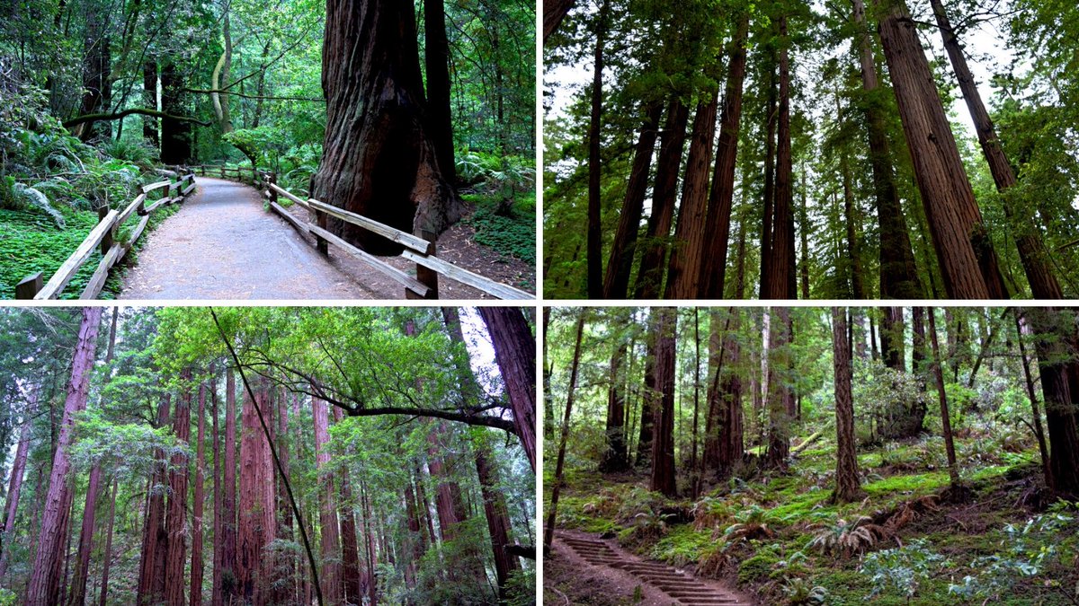 Step into a world of ancient giants at Muir Woods! Plan your visit from San Francisco to a 240 acre Redwood tree canopy over a fern and moss-covered forest floor and peaceful boardwalk following a gentle creek. It's magical! bit.ly/2riTFac via @sheriannekay #FindYourPark