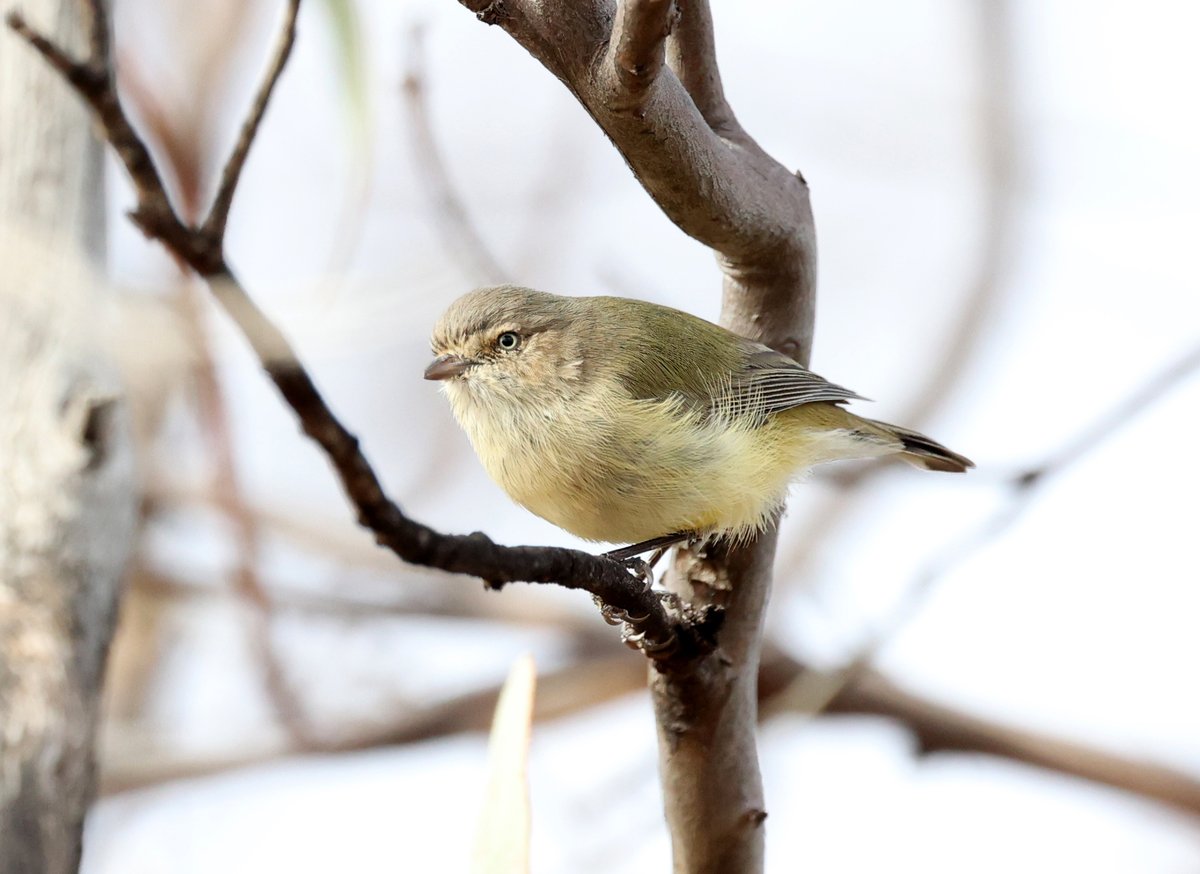 Australia's smallest bird - the weebill - at Gluepot Reserve. #BirdsSeenIn2024