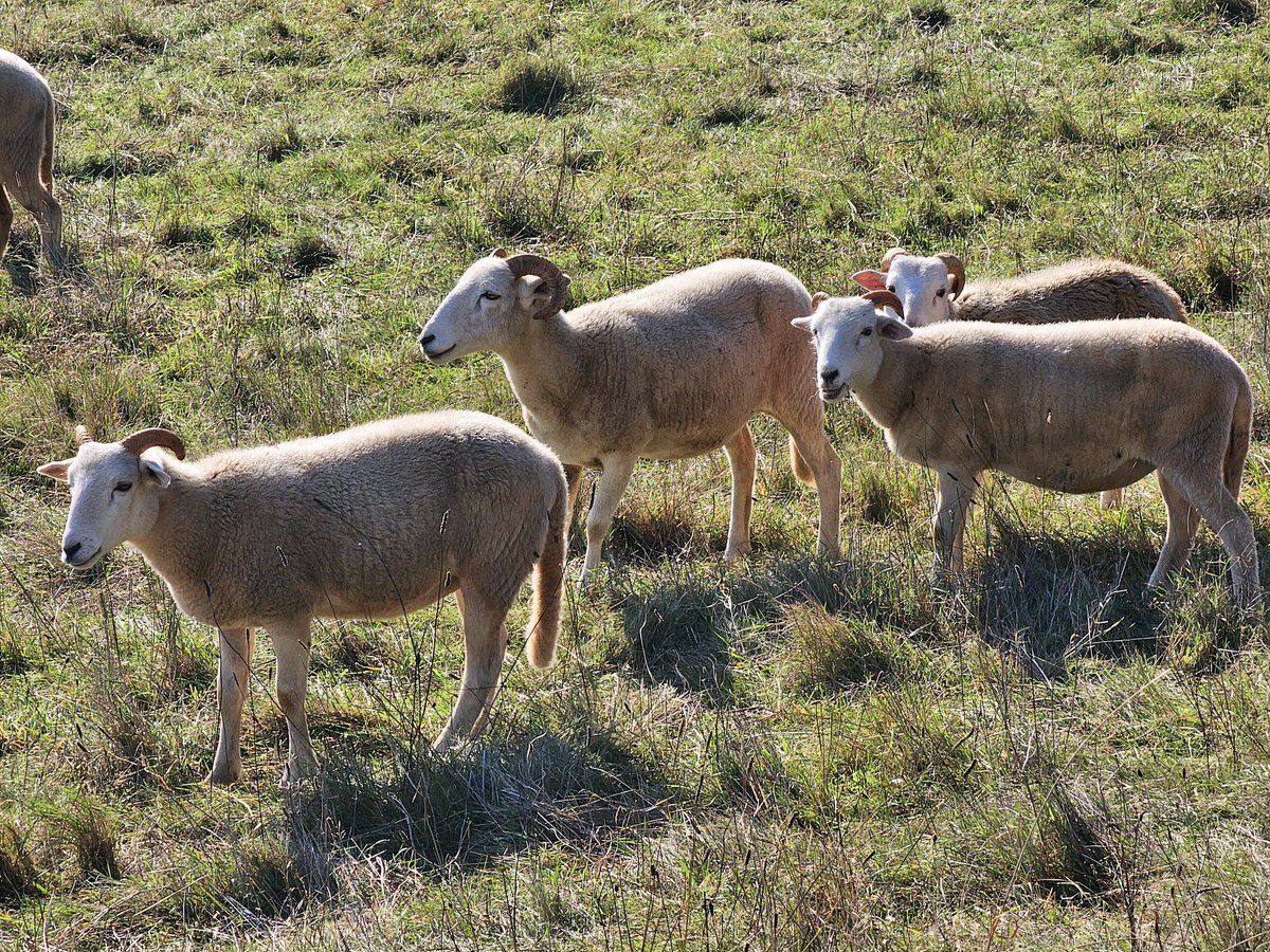 Everyone talks of the majority behaving like 'sheep'. But until you have real sheep you won't understand just how accurate that pejorative is. In crowds, humans behave EXACTLY like sheep. The way they move, make decisions, respond to threats... People in a crowd are not the…