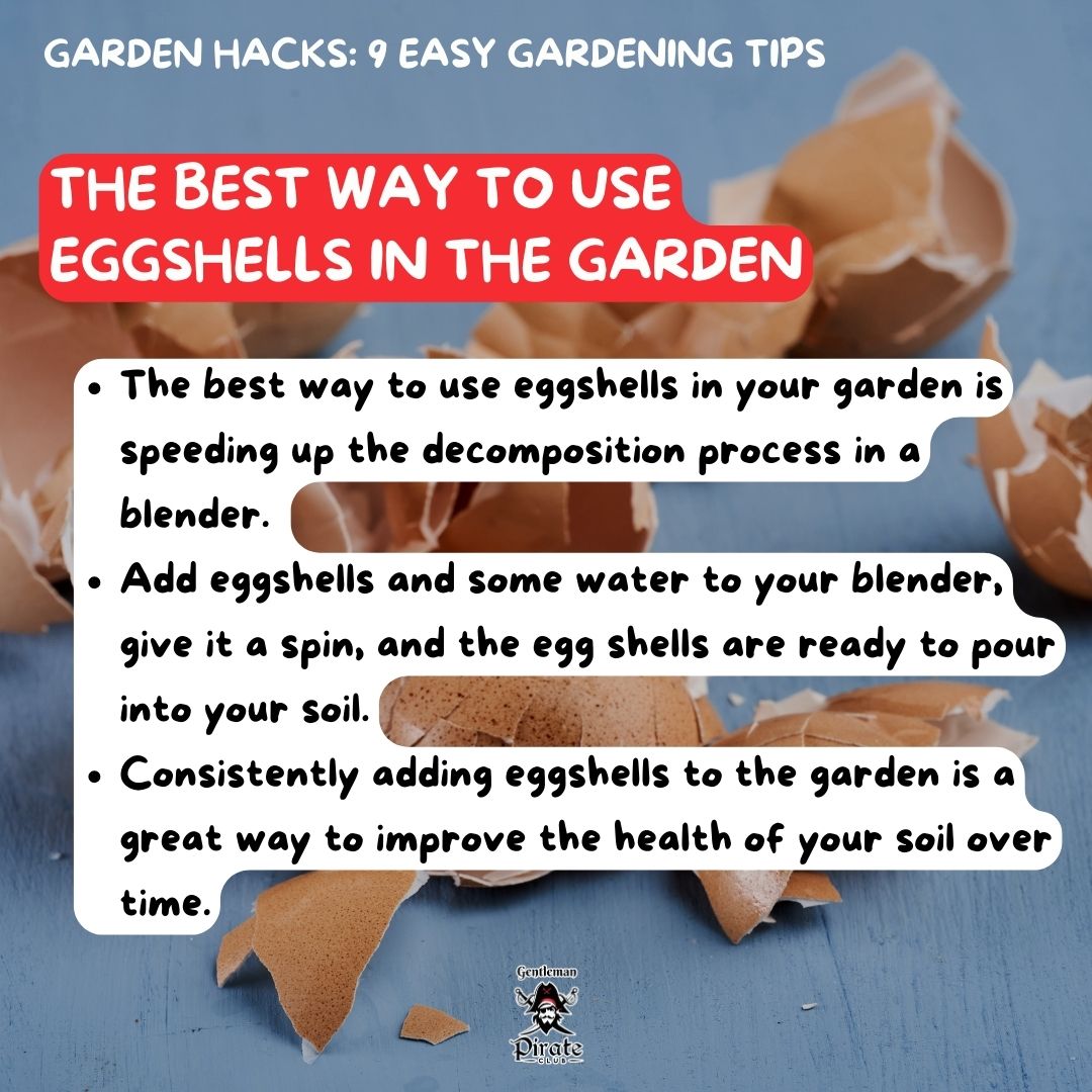 The best way to use eggshells in the garden.

#gentlemanpirateclub #chickencoop #chickentips #Cooptips #chickencoopideas