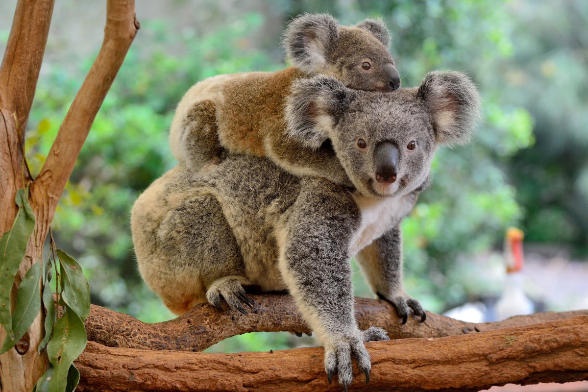 It's Wild Koala Day – a day to celebrate these unique marsupials and champion their conservation. The scientific advice is that the situation facing Australia's threatened species is dire. If Australia hopes to halt, slow, or reverse the loss of biodiversity, the need for…