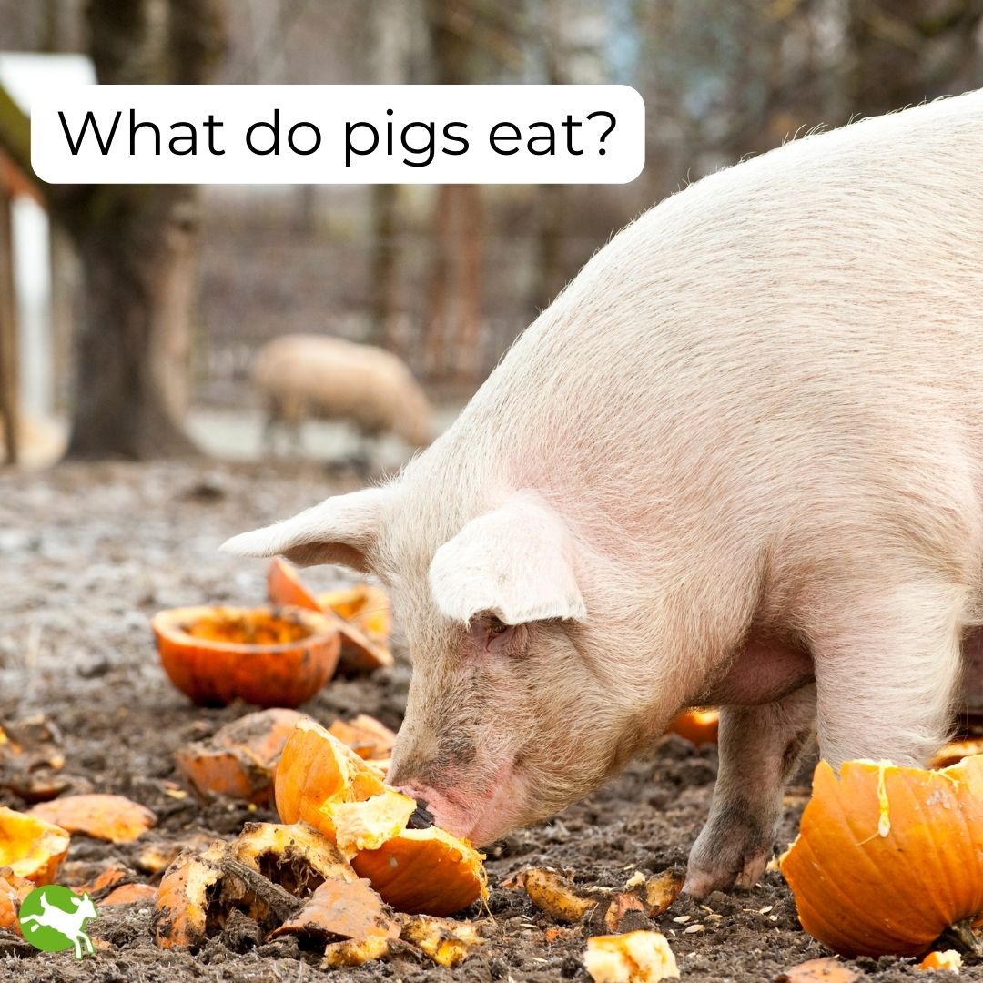 What pigs eat differs greatly depending on where they are, as does the quality. 

#FactoryFarms feed pigs an unbalanced diet of corn and soy, that could be fed to humans instead. 

Learn more about pig's diets in our latest blog -> bit.ly/3WqbEYS