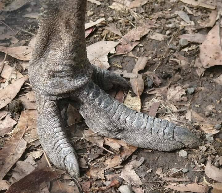 Y hay quienes todavía no creen que las aves modernas son descendientes de los dinosaurios.