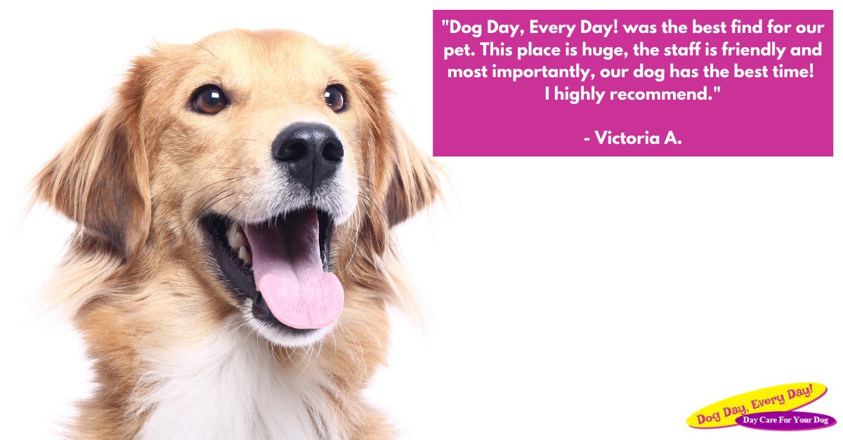 Is your dog dealing with separation anxiety during the day? Bring them to Dog Day, Every Day! They'll get plenty of attention and make new friends. bit.ly/3wfHgkF  #WeLoveDogs #Testimonials #WestChesterOhio