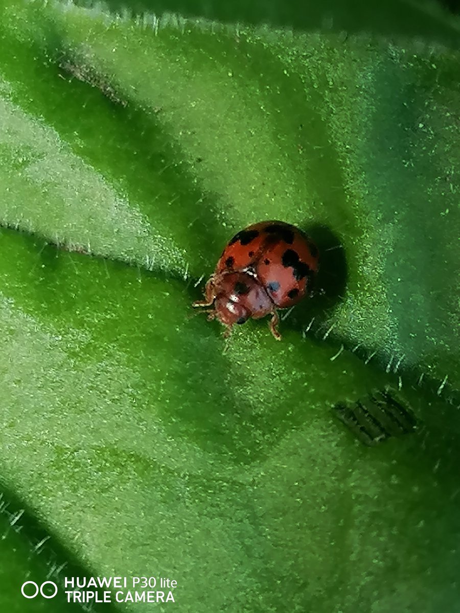 Thrilled to find a shiny 2 Spot Ladybird in my garden today, an ever declining Native aphid hunter, swiftly followed by elusive 24 Spot Ladybird at just 3mm, lovely Orange-Brown head, feeds on Plant matter & Meadow grass seed @Buzz_dont_tweet @WildlifeTrusts #InsectThursday