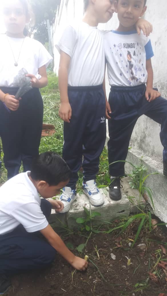 Semillero Científico. Siembra de Cebollín y plantas medicinales en los canteros de la Institución. 2do Grado Sección B profesoras Luzmary García y Laura Rojas