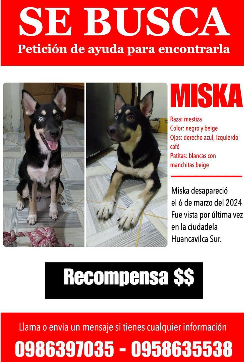 AlertaMePerdi's tweet photo. #PERDIDA #GUAYAQUIL
Nombre: #MISKA
Fecha: 05/03/24
Sector: Sur, Cdla. Huancavilca Sur
Sexo: Hembra
Raza: Mestiza
Obsv.: El ojo derecho azul y el ojo izquierdo café oscuro. Patas blancas con manchitas beige
Contacto: 0986397035
SE OFRECE RECOMPENSA
#AlertaMePerdí https://t.co/24PdlAbnrh