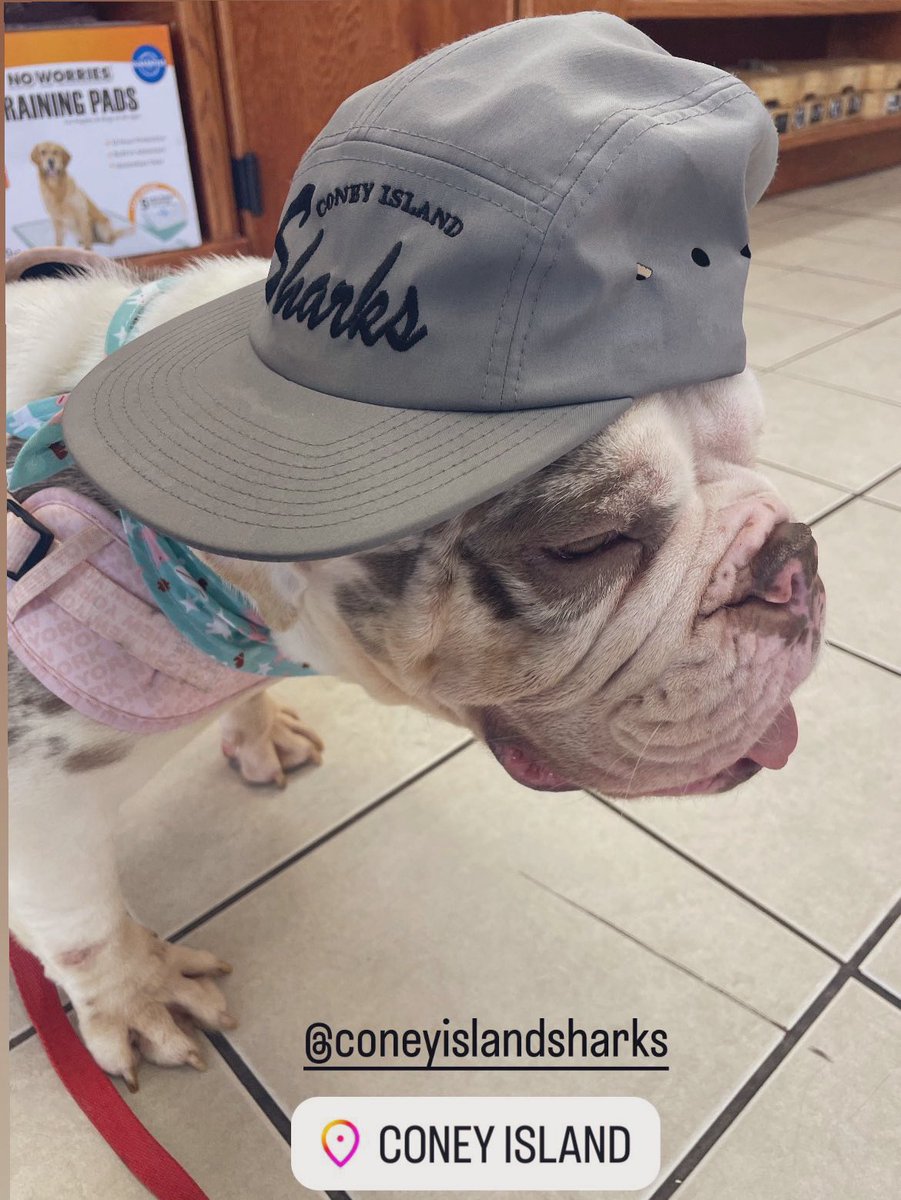 🎡🦈 #CONEYISLAND Sharks  
NEW mascot Cocoa the Bulldog 
 in the NEW 🦈 Fin! COMING SOON