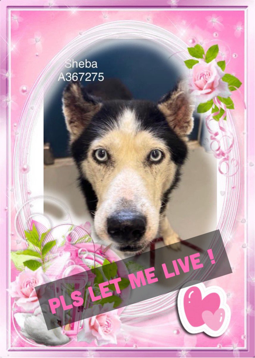 🆘💔I am an old mom, 9 ys old SHEBA #A367275, I weaned my babies and now I will be 🔥KILLED 🔥#Corpuschristi TX AC for SPACE 5/9 😭 Siberian Husky ❤️‍🩹🪱looking for loving 👩‍❤️‍👨and 🏡to spend my last years LOVED and cared for. I never knew any of this 😭Pls let me live in peace from…