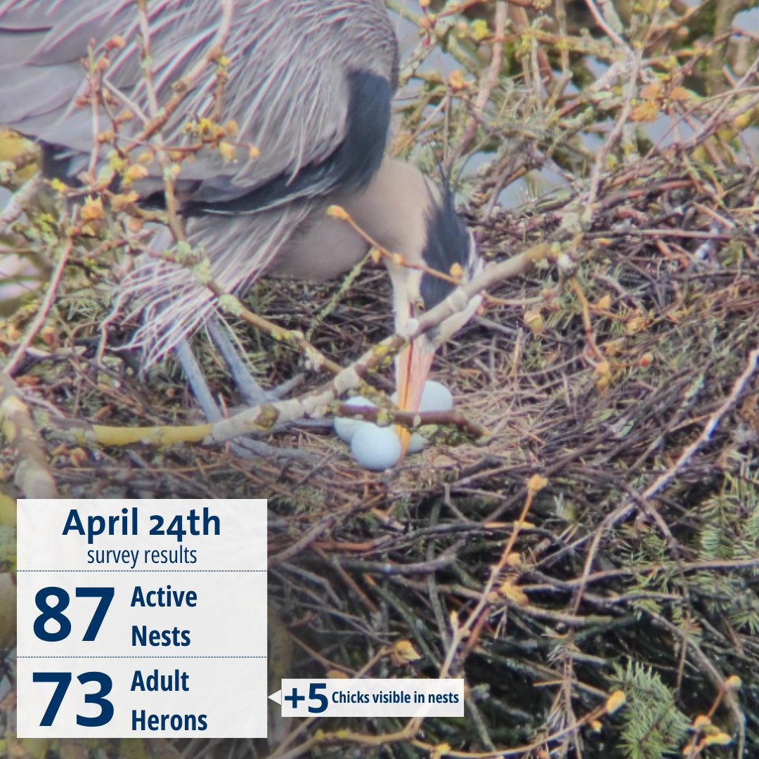 During our last survey, we counted a total of 19 eggs visible in nests. We were able to observe 5 chicks, but as many as 6 other nests contain chicks that couldn't be seen. Watch these birds @parkboard's Heron Cam. vancouver.ca/parks-recreati… 📷 Frank Lin