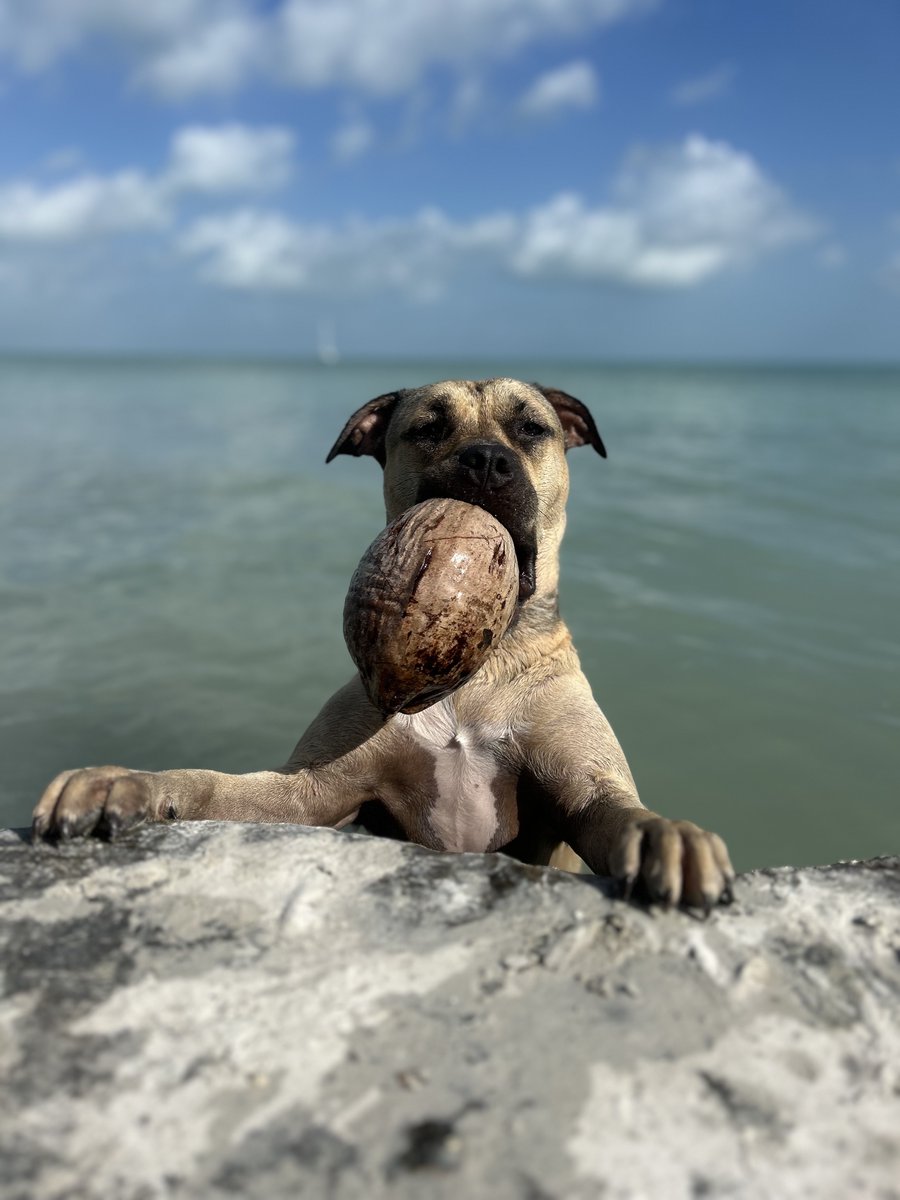 I'm SUPER excited to announce I'll be joining the team <a href="/MoteMarineLab/">Mote Marine Laboratory & Aquarium</a>  as the Manatee Postdoctoral Fellow in June! I'm not thrilled to leave Sarteneja and Belize, my simple barefoot seaside life (see image for reference), but opportunity calls!