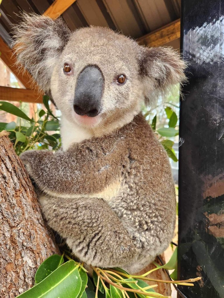 Happy Wild Koala Day!🐨🐨

Jackie Chan is Happy to Celebrate Wild Koala Day!

May 3rd is Wild Koala Day, a day we to celebrate koala populations and help protect their habitats and their futures in the wild!