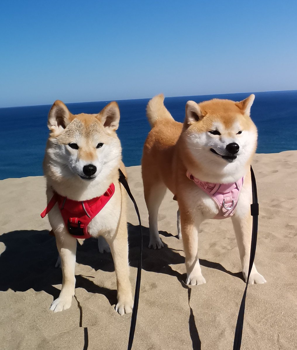 お早うございます!! 晴れ☀ 鳥取砂丘 歩いて来ました😆 ちび子　ニコニコ😊 まる子　ニコニコ😊 #柴犬　#犬との生活　#犬のいる生活