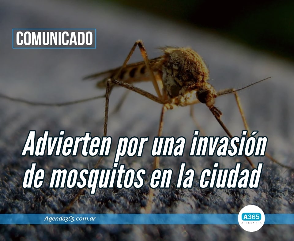 COMUNICADO 
➡️ Advierten por una invasión de mosquitos en la ciudad.

Nota en acortar.link/oYS2za 🤳 

#Comunicado #Municipalidad #Invasión #Mosquitos #Junín #Salud #PeriodismoEnRed