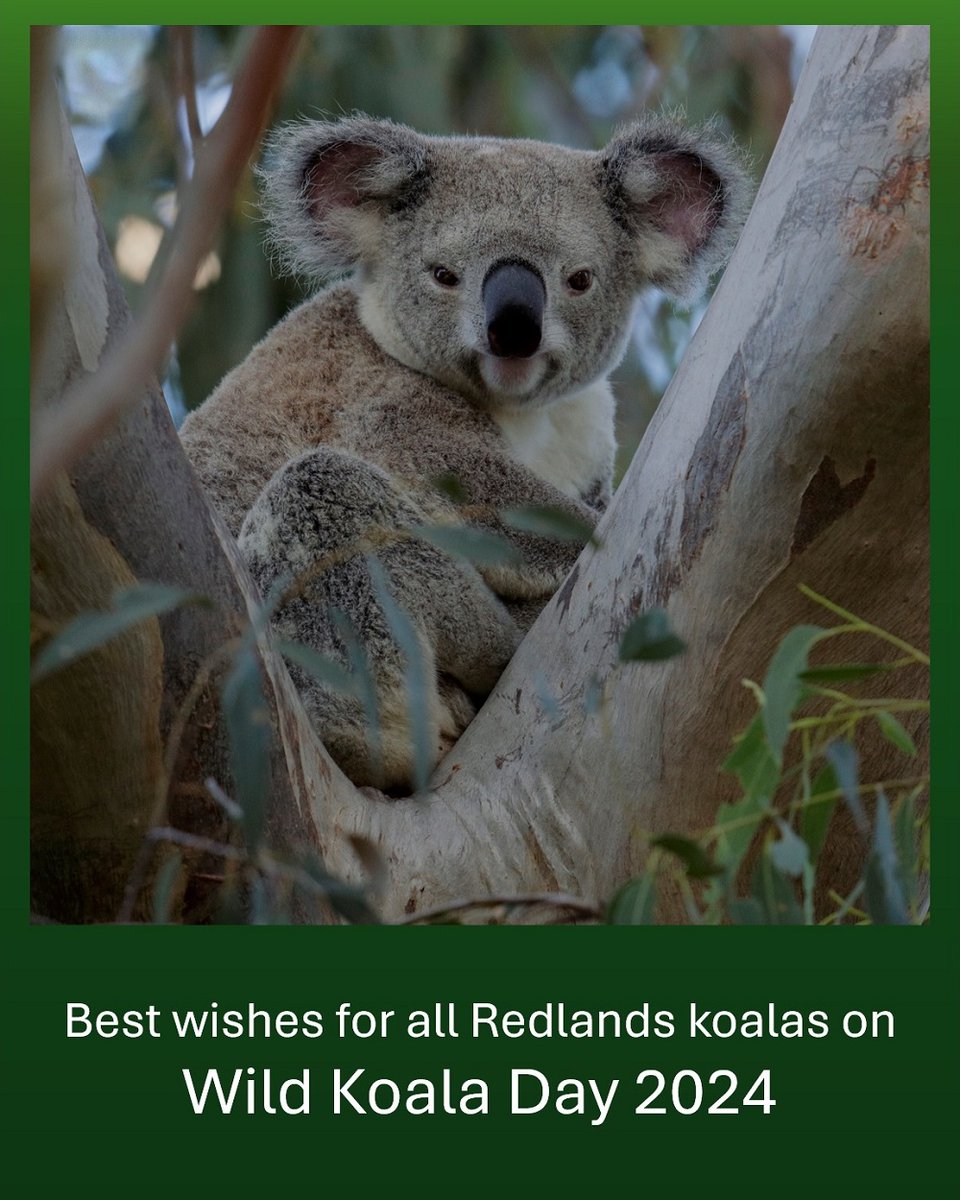 Each year on 3 May we celebrate Wild Koala Day wildkoaladay.com.au This wild young koala was photographed in Nandeebie Park which is a few hundred metres south of Toondah Harbour in Cleveland. #wildkoaladay #koala #Queensland