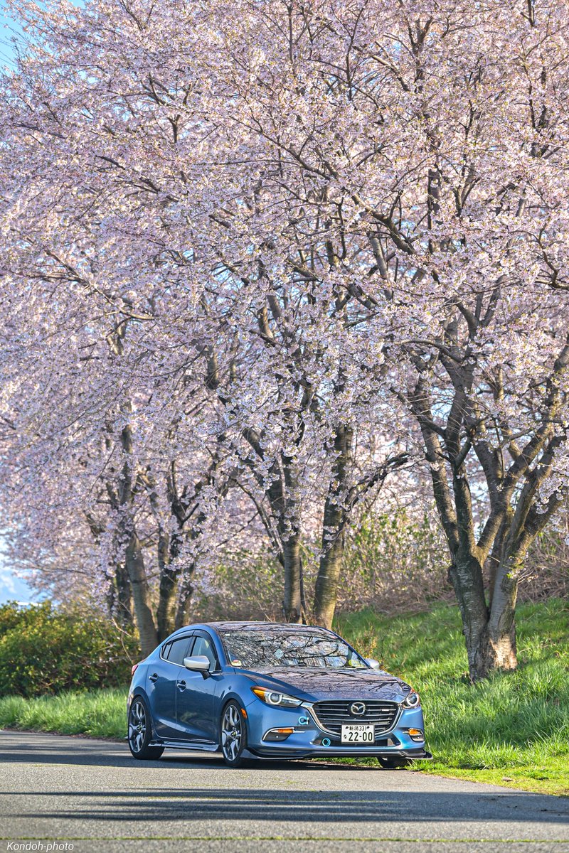 おはようございます🌸
今日は暑くなりそうですね☀

#桜と愛車