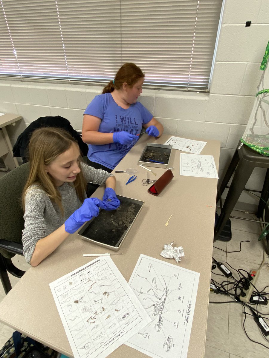 jandkpalmer3's tweet image. Mrs. Brown’s NGMS 6th grade classes enjoyed dissecting owl pellets today in science class. Brady found the whole skeleton! 🦉💚🦴
#makinglearningfun