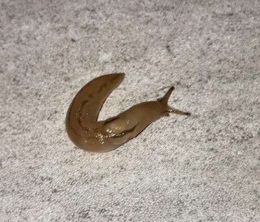 room slug reveal i dont know where it came from or how it got in my house