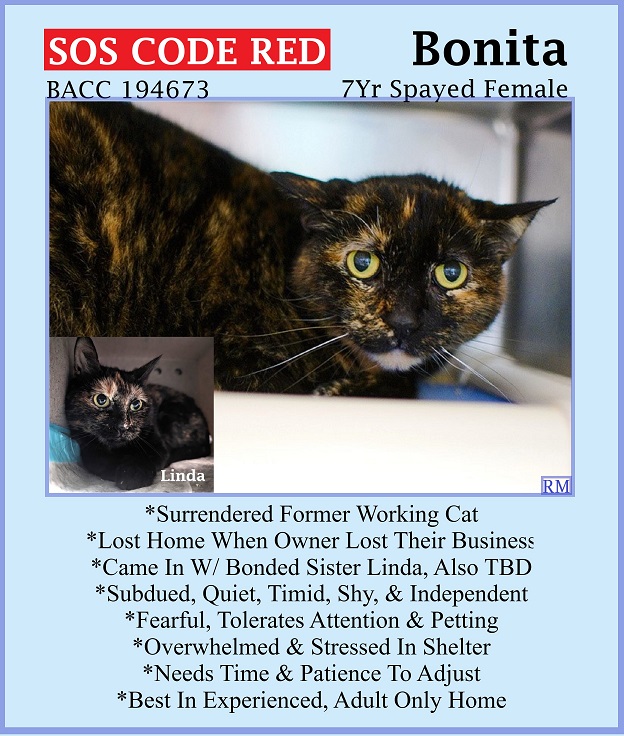 🆘CODE RED🆘TBD SAT 5/4/24🆘PLEDGES NEEDED🆘 💝FEARFUL 7YO #TORTIE KITTY 'BONITA'💝 😿💔OWNER SURRENDERED, STRESSED & OVERWHELMED IN SHELTER 🚨NEEDS #ADOPTION #RESCUE #FOSTER ASAP🚨 ▶194673 facebook.com/photo.php?fbid… 🙏🏽#ADOPT #PLEDGE #AdoptDontShop #BROOKLYN #NYCACC #CAT