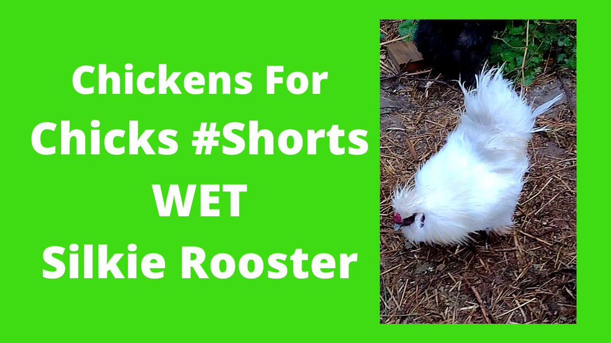 White Silkie Rooster Soaking Wet #Shorts
i.mtr.cool/npvyhdflwy
#silkierooster #whitesilkychicken #silkiechicken #ChickensForChicks #ChickendaleAR #Chickendale #CFC