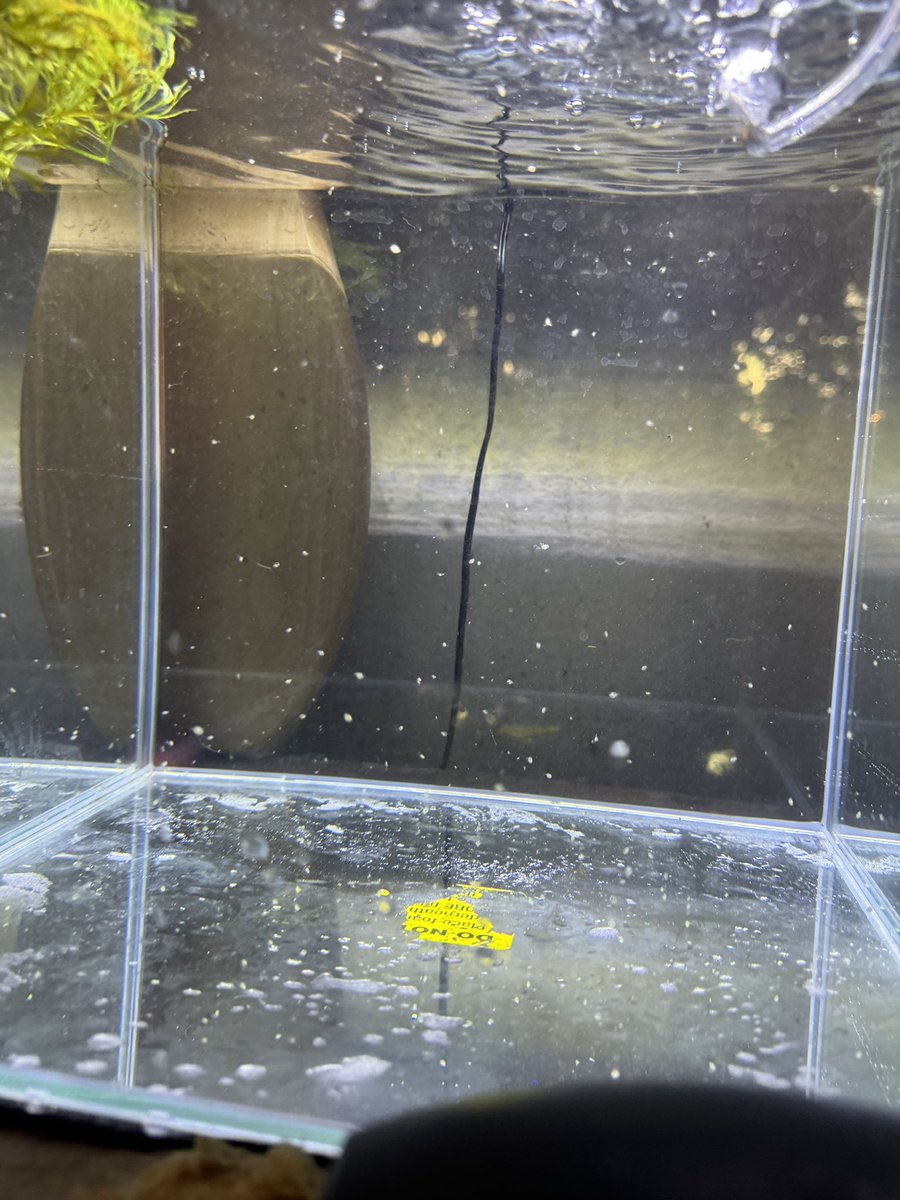Started a live daphnia culture (Live food) for my bettas
