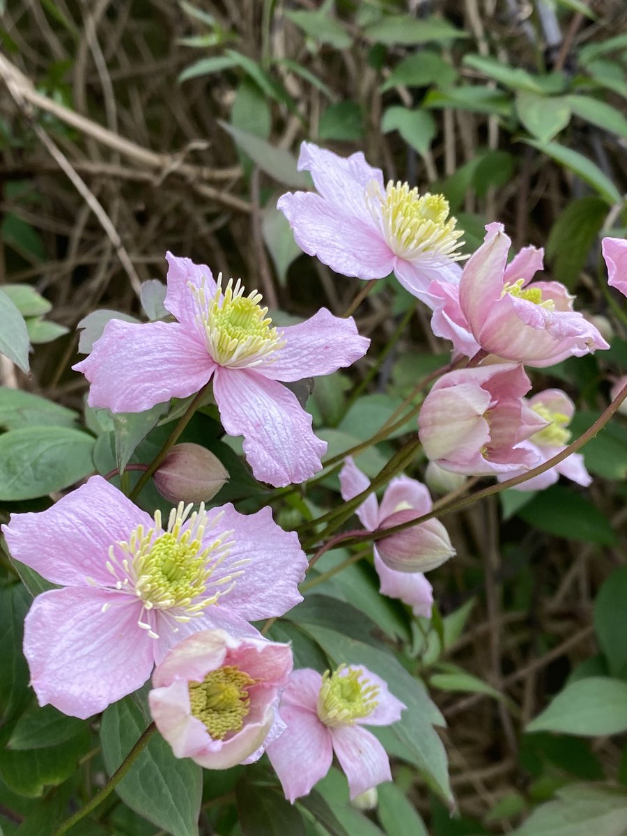 Here’s one for #clematisThursday from Kew Gardens. #flowers 🌸