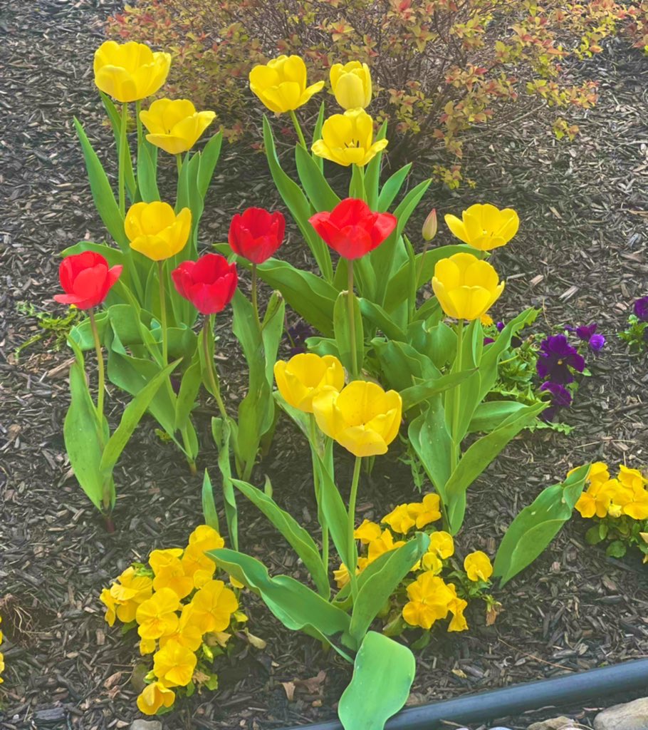 కోటి తారలే .....పూల ఏరులై....నేల చేరగానే !!! Amidst a sea of colorful flowers bloom as nature's delicate poetry in paradise with the scent of love !!! #Tulips 🌷 #flowerpictures