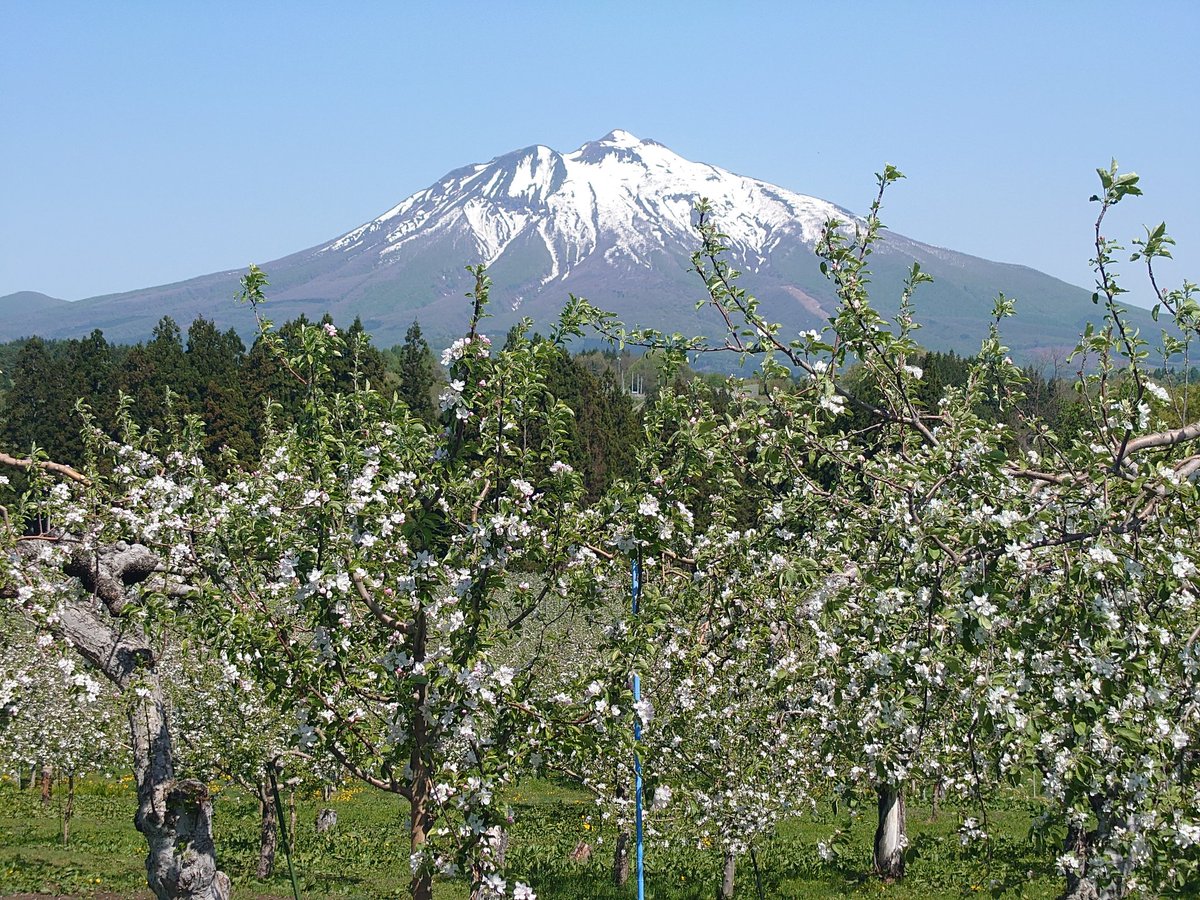 りんごの花と岩木山