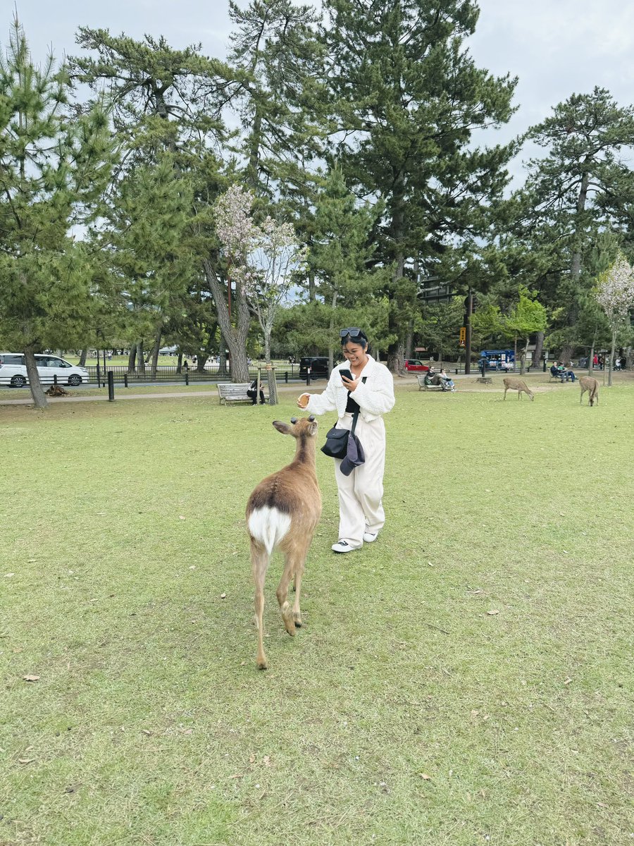 Sharing the Highlights of my Japan Trip 🇯🇵 

Meeting @JoshCullen_s ✨
Cherry blossoms! 🌸🌸
Seeing Mt. Fuji 🗻🥹✨
Feeding a Deer! 🦌🦌