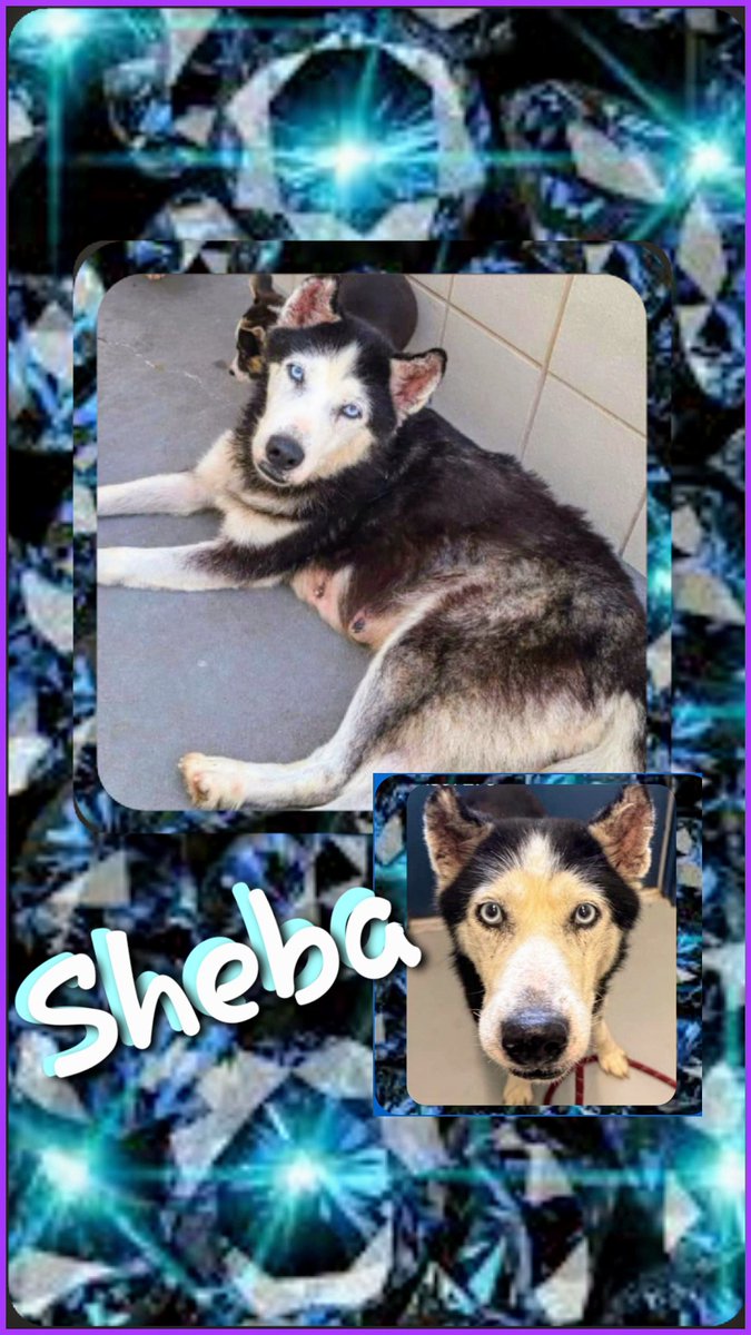 ⏰🚨 SHEBA #A367275 9yo Husky Mix HW+ has weaned her LAST pups. Its her turn NOW! She's anxious and needs out NOW. Hasn't she given enuf? They KILL her 5/6🎯 💉 ⛑️ Please PLEDGE 💰 here for ResQ 🙏 Sheba is at CORPUS CHRISTI 🐶 AC 📧 ccacsrescues@cctexas.com 📞 361-826-4630