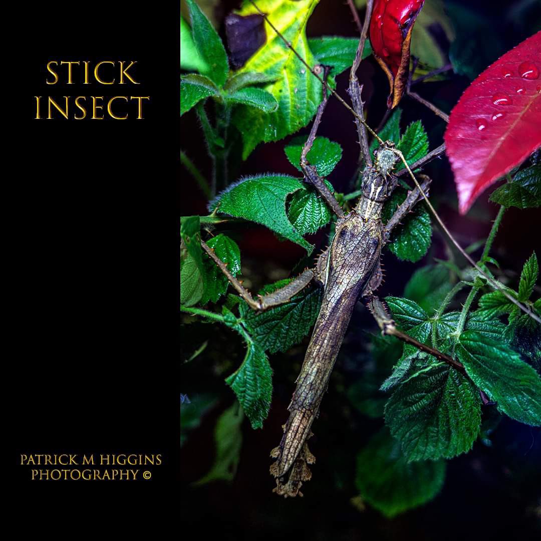 Stick Insect. @patrickmhiggins #stickinsect #stickinsects #stickinsectsofinstagram #chesterzoo #chesterzoosnaps #insect #insectphotography #insects_of_our_world #wwf #savetheanimals #savetheanimalssavetheworld