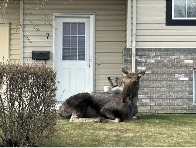 Big swamp donkey spotted in my neighborhood in SE #Reddeer 

#Moose