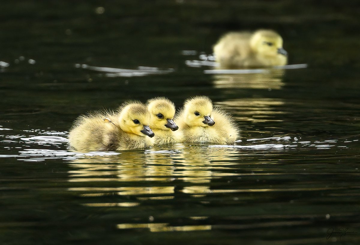 Goslings made an appearance today!
#Nikon #Nikonusa #wildlifephotography