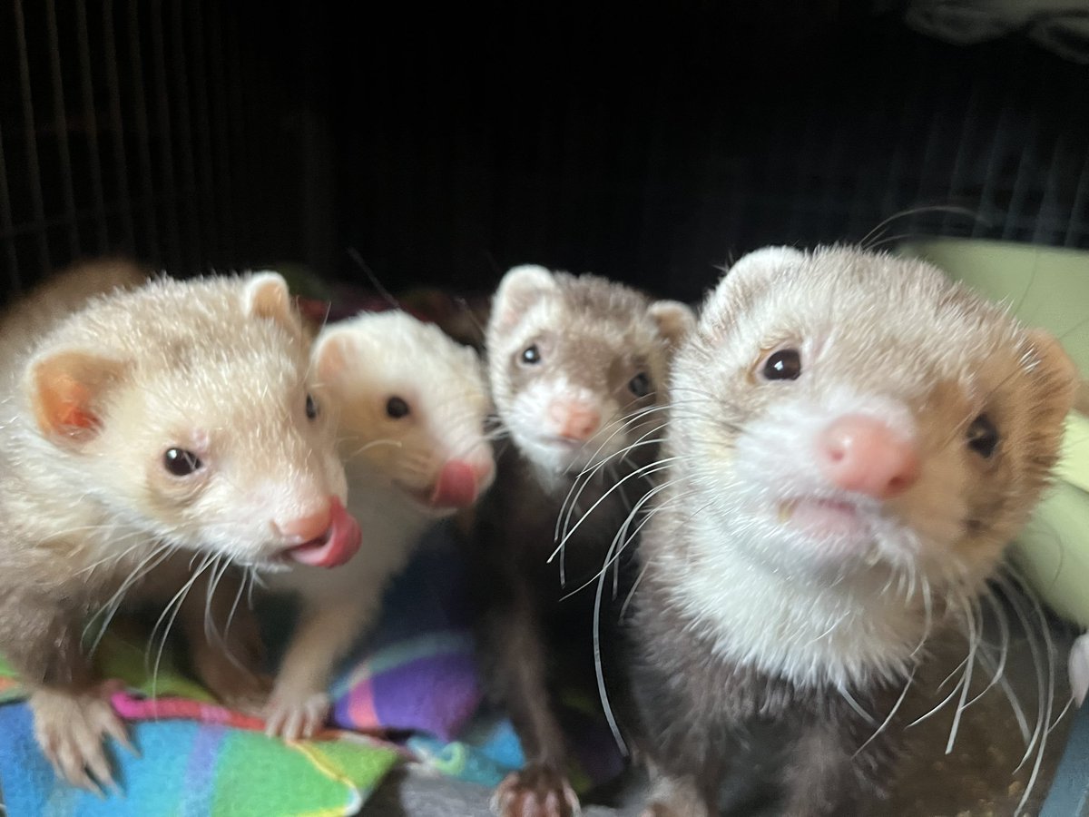 drjclau's tweet image. G&apos;day! I&apos;m JC, a producer at @HiddenGroveTeam @prblyMONSTERS! I was born in 🇭🇰, grew up in 🇦🇺, and now I live in 🇺🇸. I am the creator of #WhatAGameDevLooksLike, a regular speaker at GDC, and I foster ferrets! I hope we can make games more inclusive and sustainable 💛 #AAPIInGames