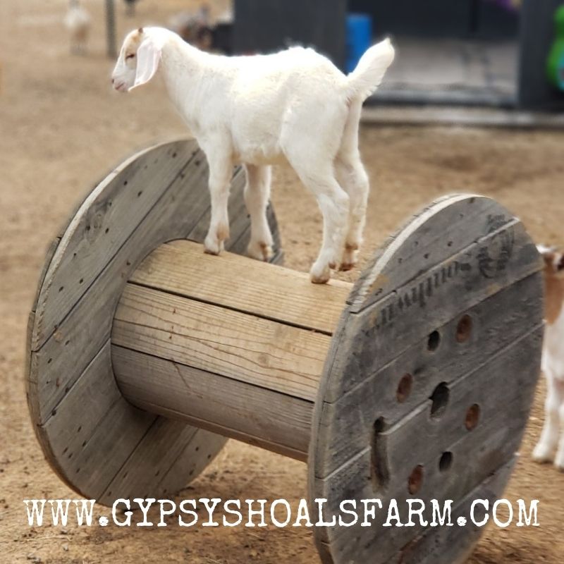 🐐💖🐐 l8r.it/B6YX #farmlife #homesteading #countryliving #gypsyshoalsfarm #southernliving #alabama