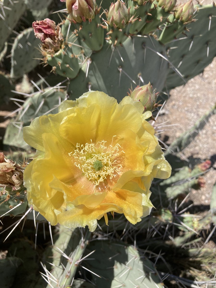 Cactus flower season 
(Photo credit:  Mine)