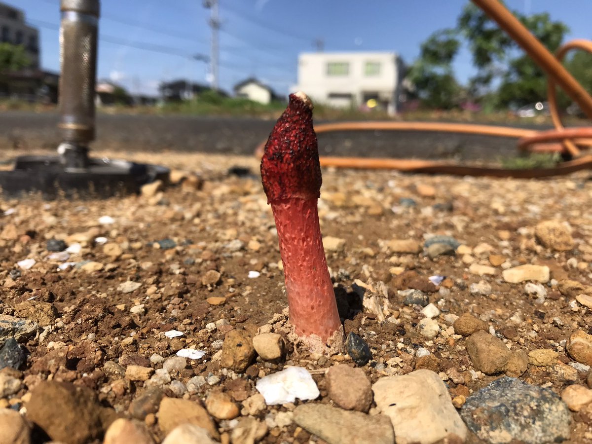 畑にヤバそうなキノコ生えてた🍄
わかる人名前教えてください🙇‍♂️
