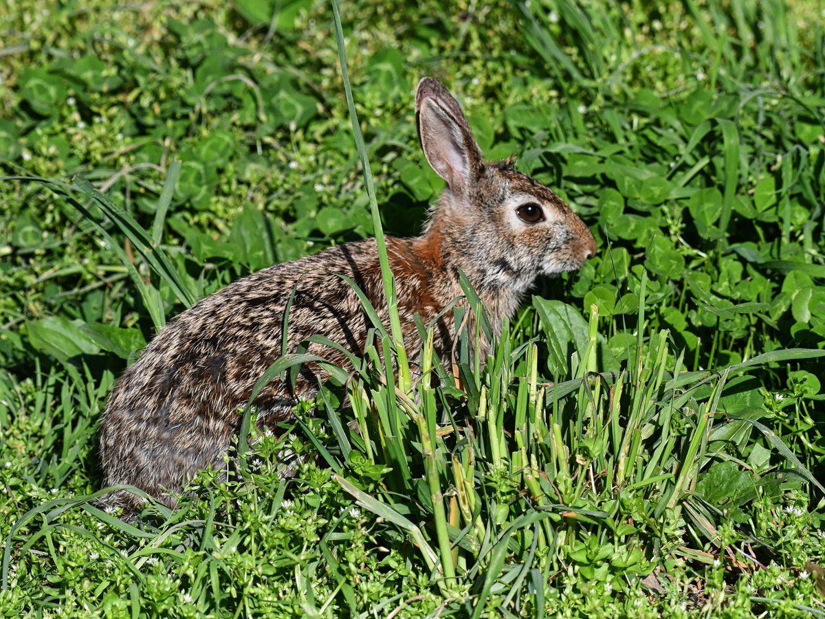 Warblers who? Eastern Cottontail Rabbit at Marine Park Salt Marsh in Brooklyn today.