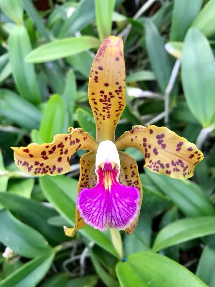 Cattleya guttata x velutina #orchids #plants