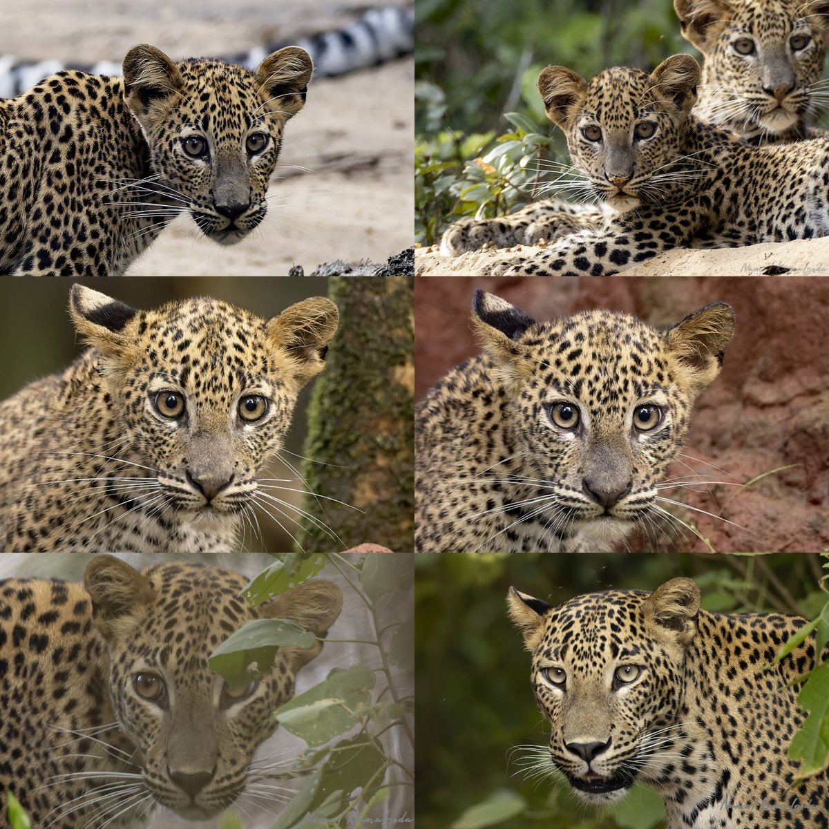 May 3rd is International Leopard Day. Wilpattu National Park has the largest concentration of leopards in Sri Lanka. These are just a few of the cubs in the park.

#srilanka #wilpattu #leopardsofwilpattu #leopard #srilankanleopard #internationalleopardday