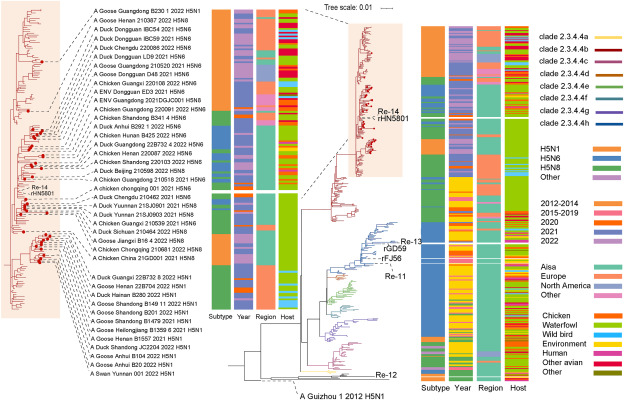 Mostly 2.3.4.4b in China, include N1, N6, N8, but all likely evolved from H5N8. H5N1 have higher evolutionary rate 2021-22, more positive selected sites 2015-22. H5N1 antigenically distinct from H5N8/N6. Heterogeneous virulence in mammals. 👉sciencedirect.com/science/articl…