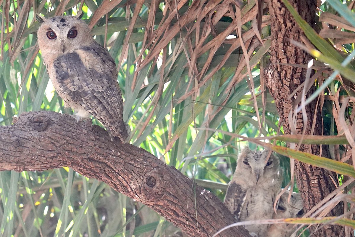 Indian  Scops-Owl! Don't miss the end of the branch where two of those cuties are hiding. @IndiAves #IndiAves