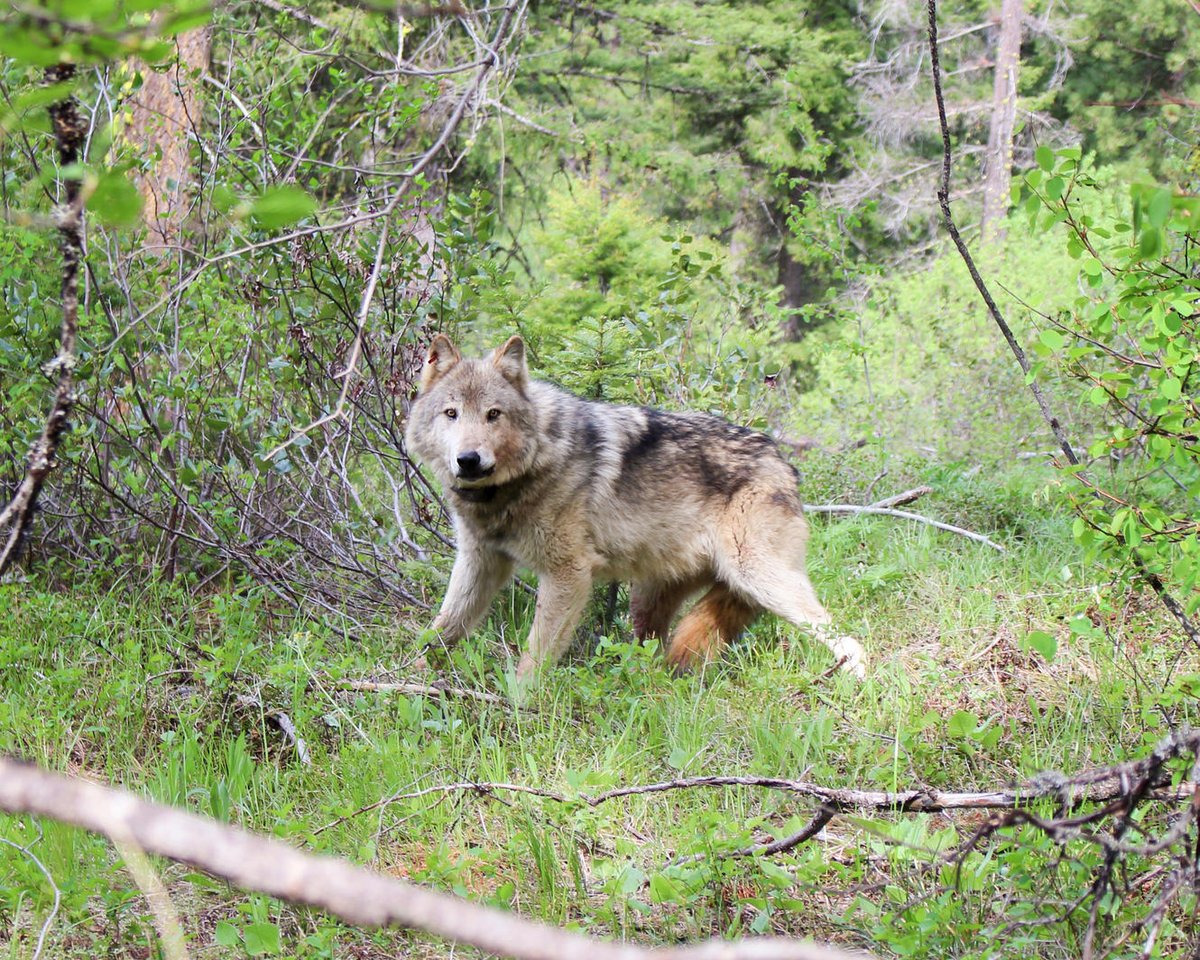 Save the wolves of NW 1/3 of Washington states. only 4 days left to comment 'Keep the wolves on state Endangered ➡️publicinput.com/sepa_graywolf  The bill 5939 in legislature allows ranchers to kill the first wolf comes to where the livestock was killed, Innocent or not, or even killed