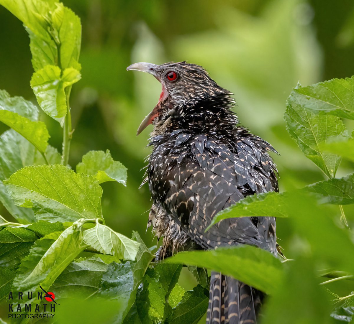 An asial Koel getting ready just after drenching in the drizzle last week from Gurgaon . Shot from our apartment Balcony. #indiaves #TwitterNatureCommunity #birds #ThePhotoHour