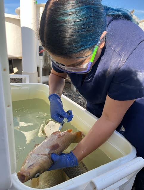 Congratulations to Dr. Kim Jacobsen from the De Soto Lab who just passed her qualifying exam with subject areas that included 🐟 pathology, 💉immunology, & bacteriology! 🐠🦠 Our students investigate disease from its molecular mechanisms to global outbreaks @ucdavisvetmed.