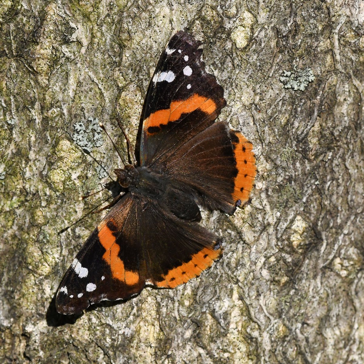Red Admiral Butterfly (Vanessa atalanta) observed on the Marine Park Salt Marsh trail today.
