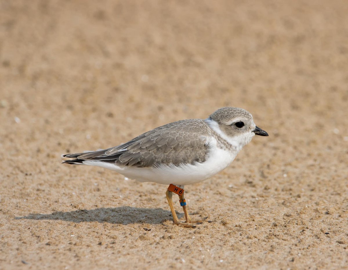 Some Wild (Indigo) News! The GLPIPL Recovery Project shared w us this, that they received a photo this week of a banded Piping Plover in Port Aransas, TX, and they were able to confirm it is Wild Indigo (H6). 📸: Daniel Eastman (Wild Indigo, Montrose, Chicago, 7/16/23)