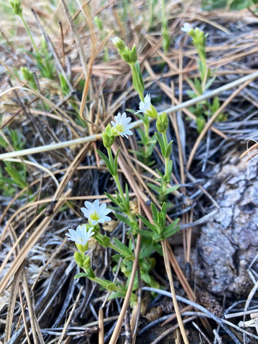 Chickweed starting to bloom