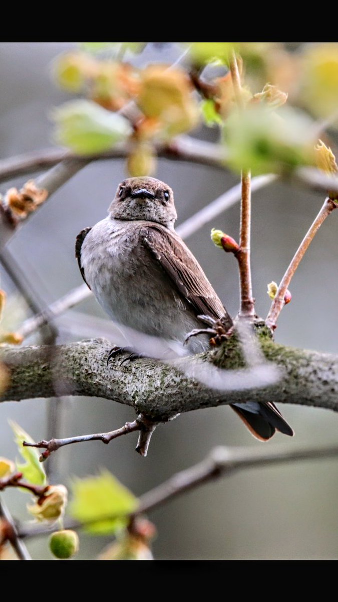 Orchard oriole,chestnut sided Warbler,Warbling vireo,and rough winged swallow all yesterday #birdcp #birdcpp