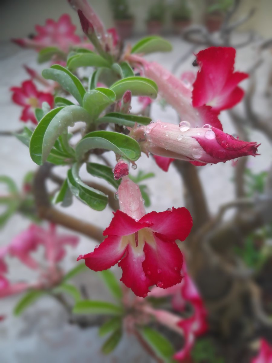 Adenium 
#flower #NaturePhotography
#MorningVibes #naturelovers